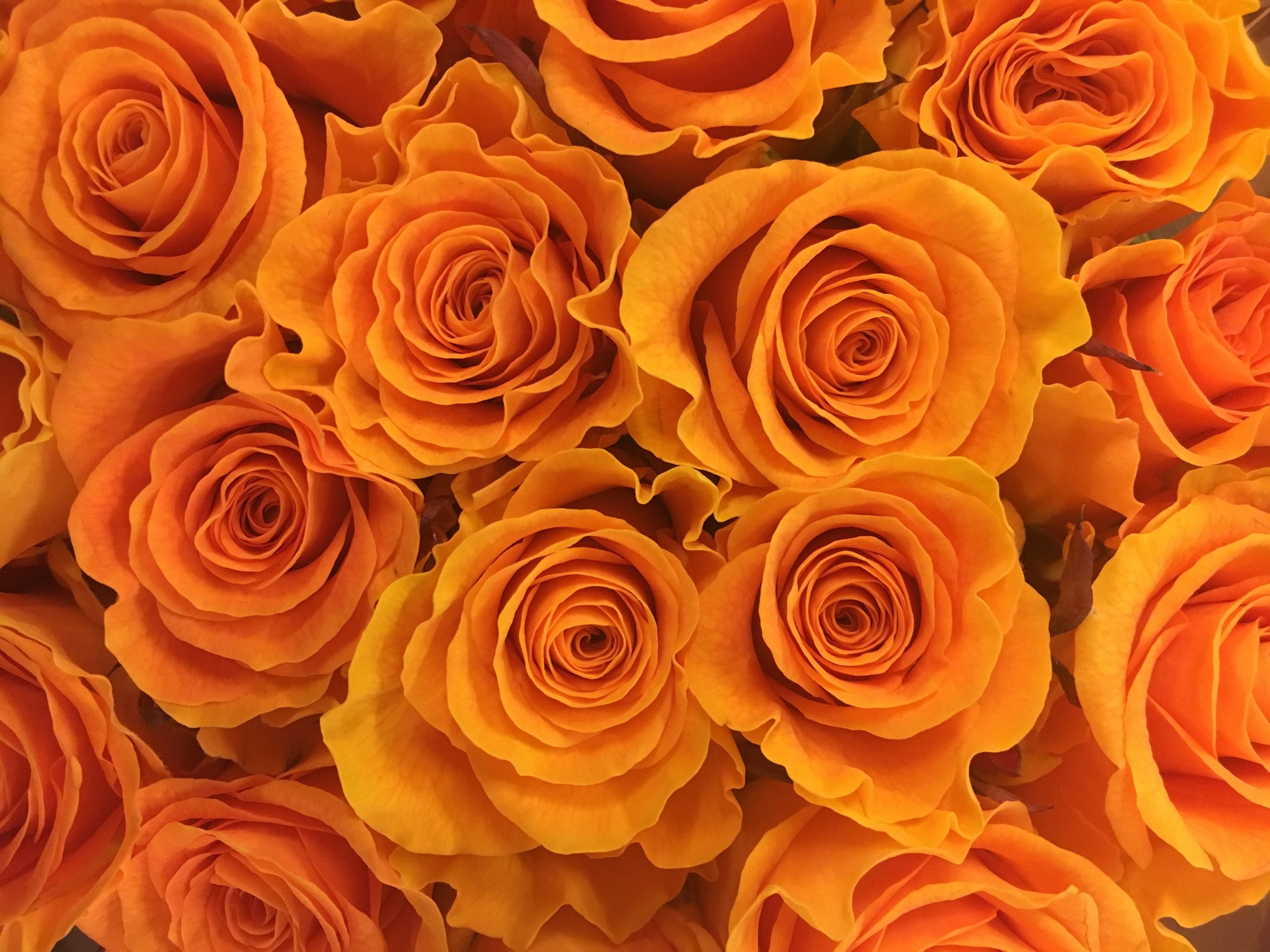 Rose, Flower, Flowers, Gold, Orange